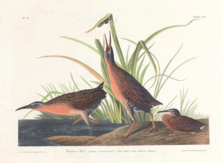 Virginie Râle - John James Audubon — visning af kunstværket