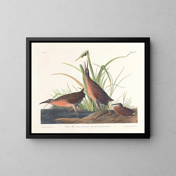 Virginie Râle - John James Audubon — indrammet kunstværk på væggen