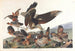 Virginie-perdrix - John James Audubon — visning af kunstværket