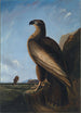 Aigle de mer de Washington - John James Audubon — visning af kunstværket