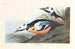 Andefugl vestlig - John James Audubon — visning af kunstværket