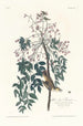 Moucherolle à yeux blancs - John James Audubon — visning af kunstværket