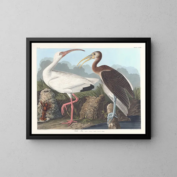 Ibis hvid - John James Audubon — indrammet kunstværk på væggen