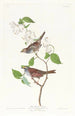 Bruant à gorge blanche - John James Audubon — visning af kunstværket