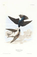 Hirondelle à ventre blanc - John James Audubon — visning af kunstværket