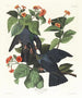 Pigeon à couronne blanche - John James Audubon — visning af kunstværket