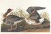 Oie à front blanc - John James Audubon — visning af kunstværket