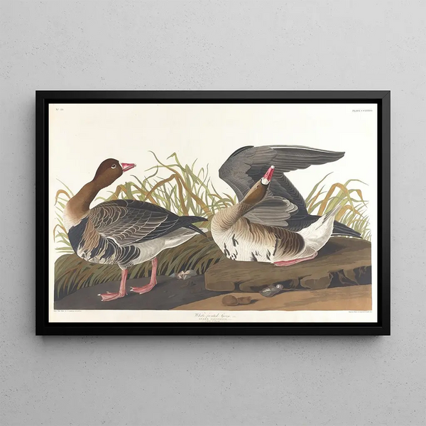 Oie à front blanc - John James Audubon — indrammet kunstværk på væggen