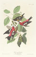 Bec-croisé bifascié - John James Audubon — visning af kunstværket