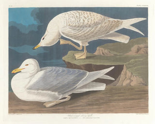 Sølvhejre med hvide vinger - John James Audubon — visning af kunstværket