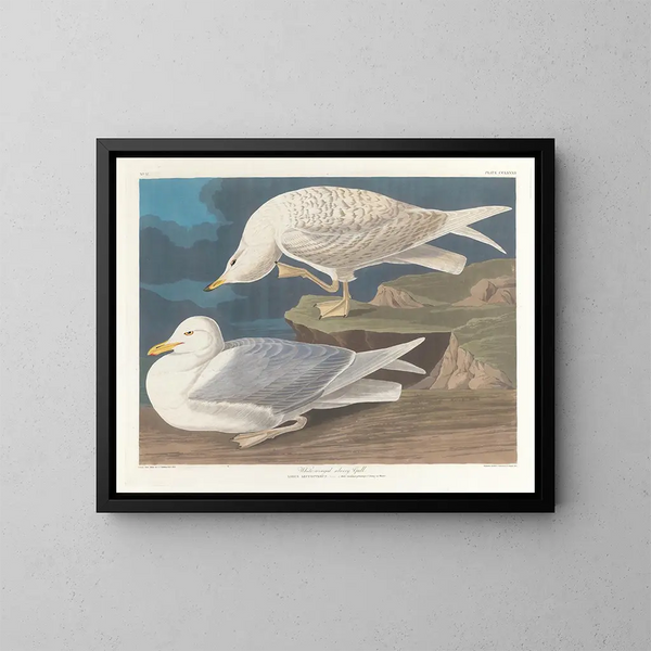 Sølvhejre med hvide vinger - John James Audubon — indrammet kunstværk på væggen