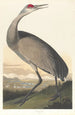 den hvide grue - John James Audubon — visning af kunstværket
