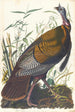 Dindon sauvage - John James Audubon — visning af kunstværket
