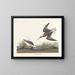 Wilsons Phalarope - John James Audubon — indrammet kunstværk på væggen