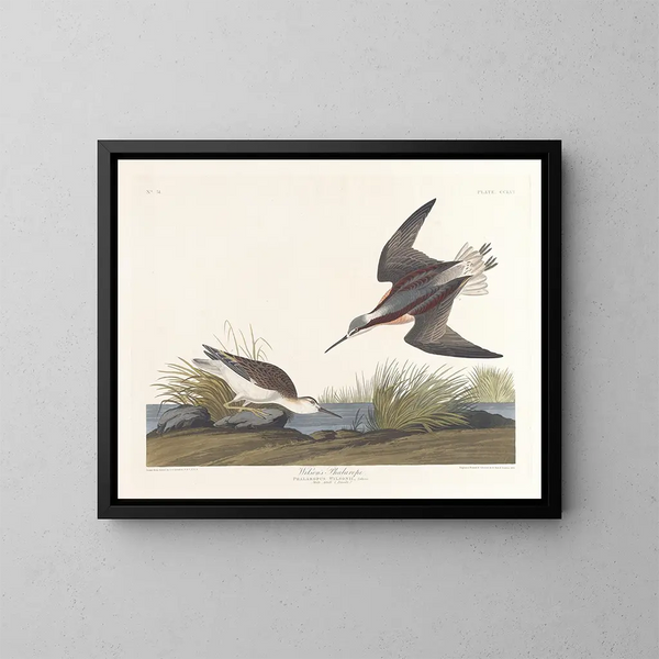 Wilsons Phalarope - John James Audubon — indrammet kunstværk på væggen