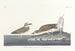 Wilsons vadefugl - John James Audubon — visning af kunstværket