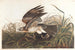 Faucon d'hiver - John James Audubon — visning af kunstværket
