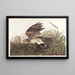 Faucon d'hiver - John James Audubon — indrammet kunstværk på væggen