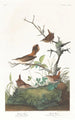 Troglodyte d'hiver - John James Audubon — visning af kunstværket
