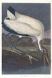 Ibis des bois - John James Audubon — visning af kunstværket