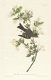 Pioui des bois - John James Audubon — visning af kunstværket