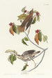 Grive des bois - John James Audubon — visning af kunstværket