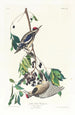 Pic maculé - John James Audubon — visning af kunstværket