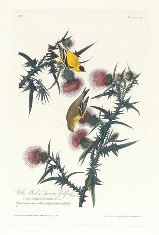 John James Audubon - Yellow bird or American goldfinch.webp