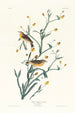 Paruline med gul bånd - John James Audubon — visning af kunstværket