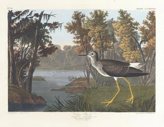 Pied jaune - John James Audubon — visning af kunstværket