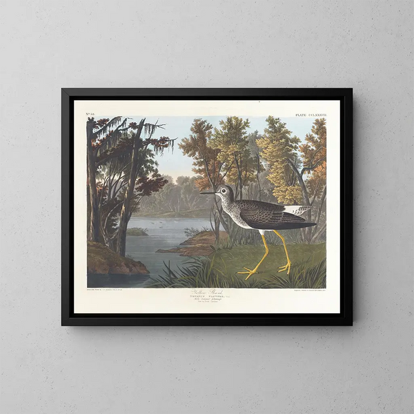 Pied jaune - John James Audubon — indrammet kunstværk på væggen