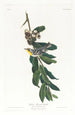 Paruline à gorge jaune - John James Audubon — visning af kunstværket