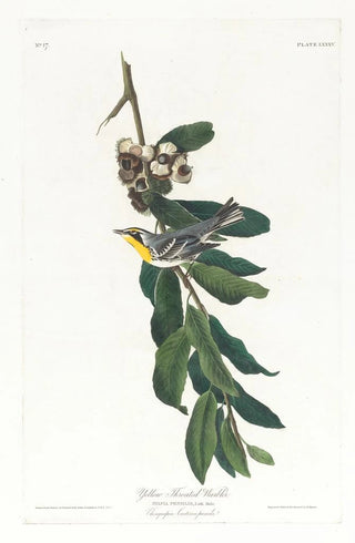 John James Audubon - Yellow throated warbler.webp