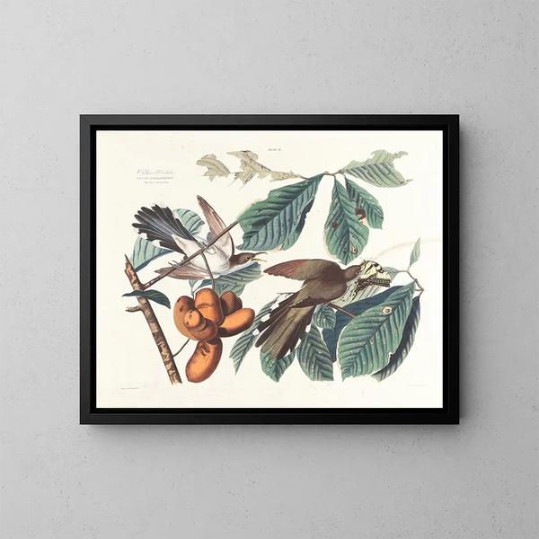 Coucou à bec jaune - John James Audubon — indrammet kunstværk på væggen