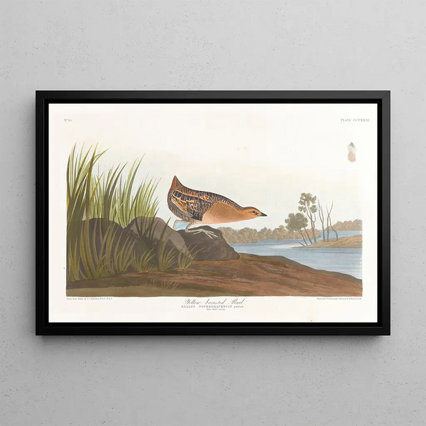 Râle à poitrine jaune - John James Audubon — indrammet kunstværk på væggen