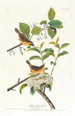 Paruline à poitrine jaune - John James Audubon — visning af kunstværket