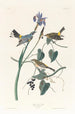 Paruline à couronne jaune - John James Audubon — visning af kunstværket