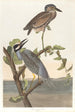 Héron couronné - John James Audubon — visning af kunstværket