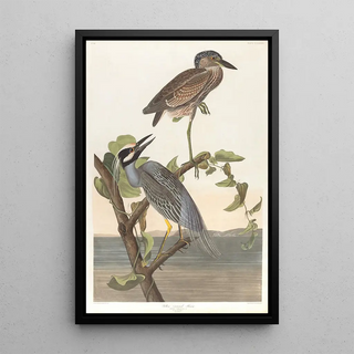 John James Audubon - Yellowcrowned heron.webp