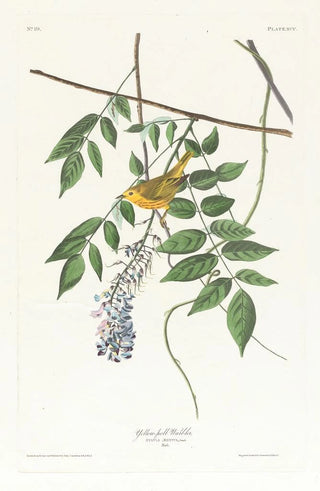 John James Audubon - Yellowpoll warbler.webp