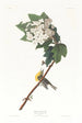 Viréo à gorge jaune - John James Audubon — visning af kunstværket