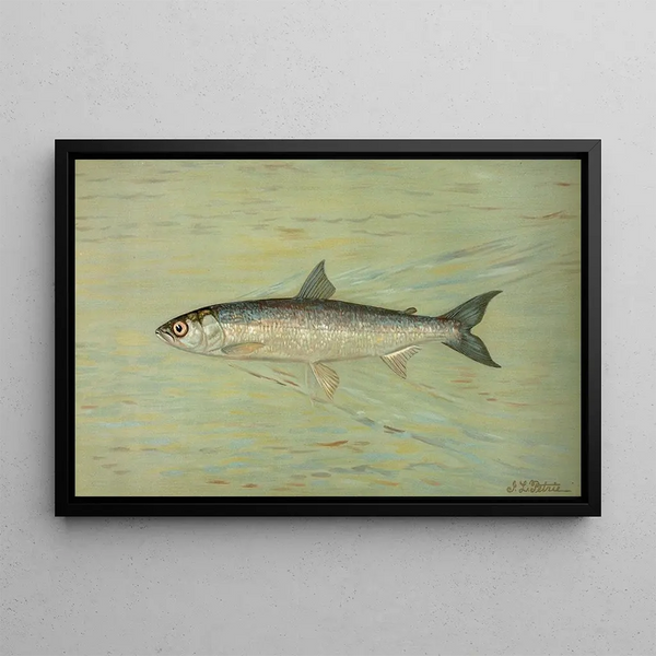 Le Cisco du lac Léman, Wis Argyrocomus artedi sisco - John L. Petrie — indrammet kunstværk på væggen