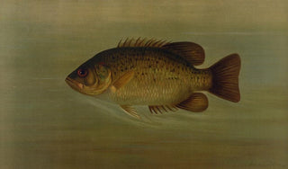 John L Petrie - The Common Sunfish Eupomotis gibbosus.webp