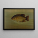Le poisson-lune commun Eupomotis gibbosus - John L. Petrie — indrammet kunstværk på væggen