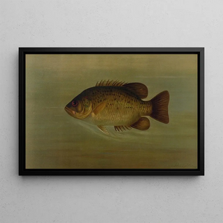 John L Petrie - The Common Sunfish Eupomotis gibbosus.webp