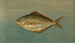 Le dollar-fisk eller smør-fisk, Rhombus triacanthus - John L.. Petrie — visning af kunstværket