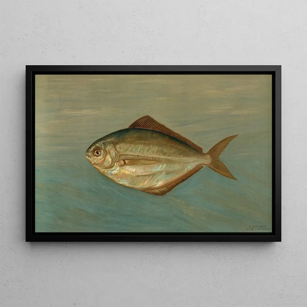 Le dollar-fisk eller smør-fisk, Rhombus triacanthus - John L.. Petrie — indrammet kunstværk på væggen
