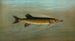 Le tambour d'eau douce eller Aplodinotus grunniens - John L. Petrie — visning af kunstværket