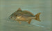 Le Kingfish Whiting eller Barb Mentichirrhus nebulosus - John L. Petrie — visning af kunstværket