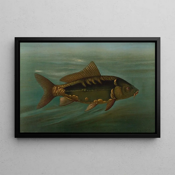 La carpe miroir Cyprinus carpio - John L. Petrie — indrammet kunstværk på væggen